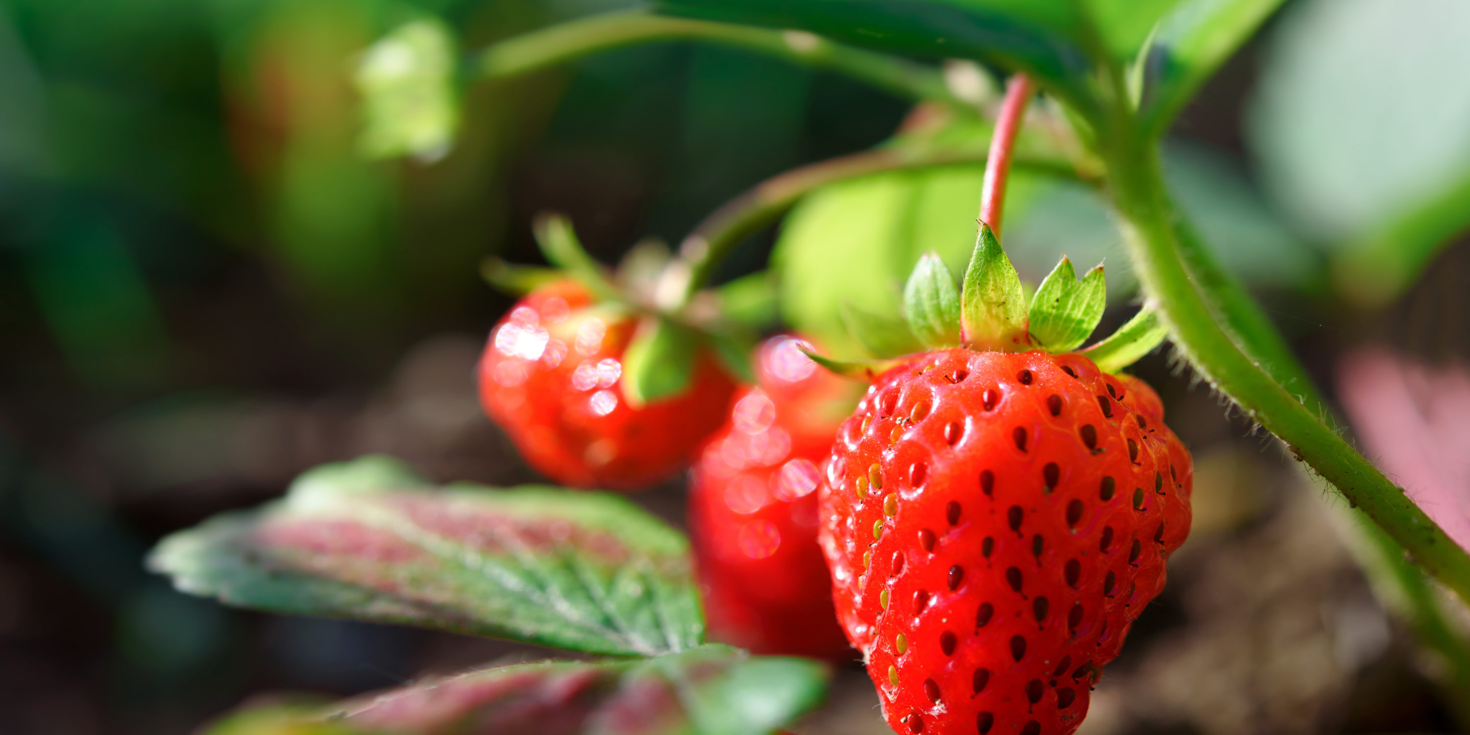 Fresh ripe organic strawberries growing in the garden on a sunny day in close-up